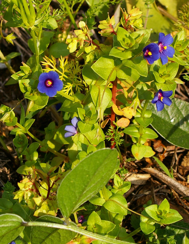 Anagallis